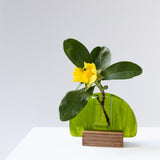 Bud vase | Various Transparent colours
