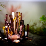 Aquasculpture | Coral (Made to order)