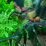 Aquasculpture | Cave (Made to order)