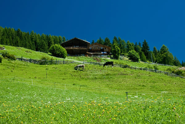 Flowery meadows in the Alps